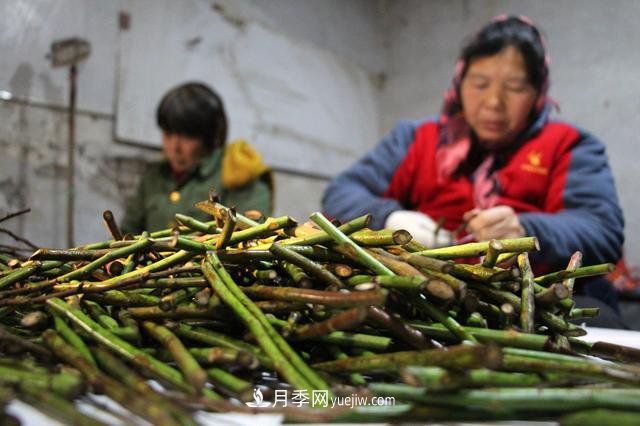 “買(mǎi)全國、賣(mài)全國”，濱州冬季苗木交易忙(圖2)