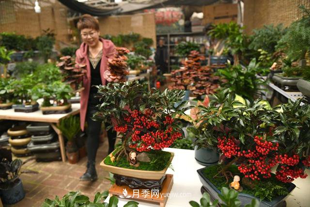 河北石家莊：元旦將至花卉購銷(xiāo)旺(圖2)