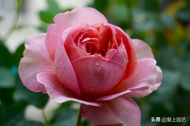 推薦3個(gè)優(yōu)秀的冷門(mén)月季品種，也許還在誰(shuí)的花園里爭美(圖1)