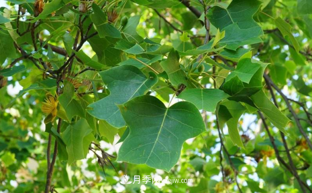 十大推介樹(shù)種出爐，或是2020年***后一波苗木商機(圖6)