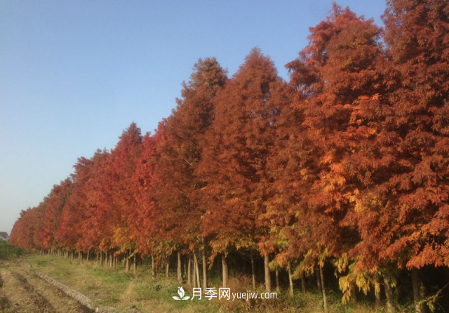 十大推介樹(shù)種出爐，或是2020年***后一波苗木商機(圖3)