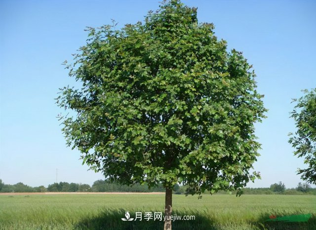 十大推介樹(shù)種出爐，或是2020年***后一波苗木商機(圖4)