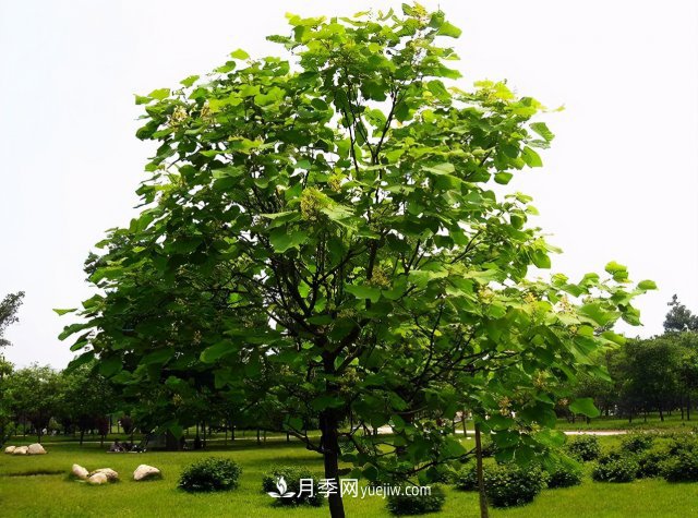 十大推介樹(shù)種出爐，或是2020年***后一波苗木商機(圖1)