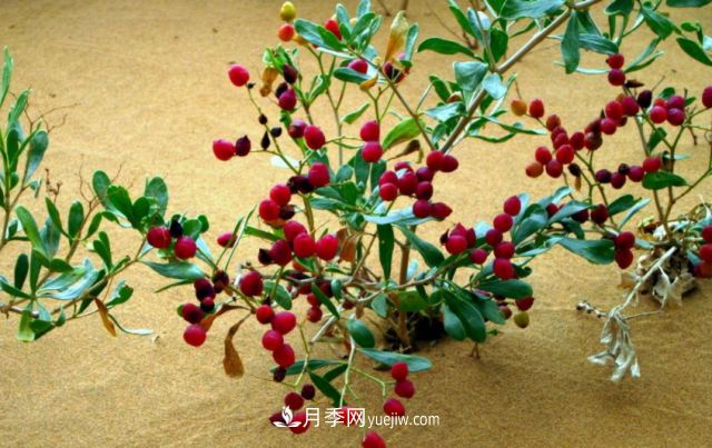 十大推介樹(shù)種出爐，或是2020年***后一波苗木商機(圖7)