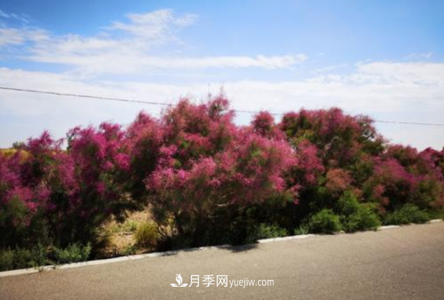 十大推介樹(shù)種出爐，或是2020年***后一波苗木商機(圖8)
