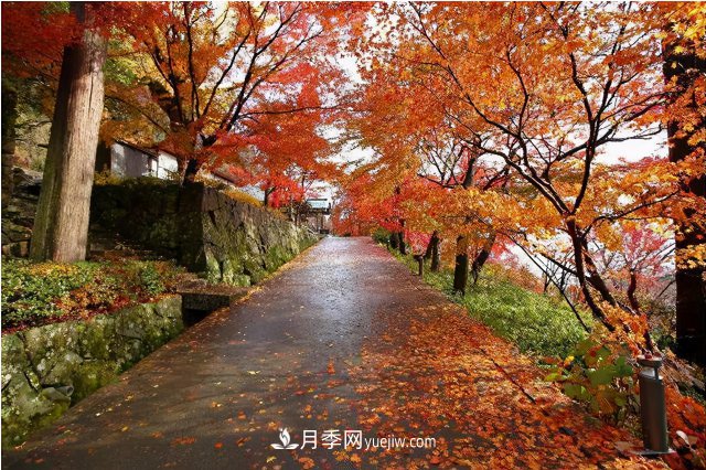 十大推介樹(shù)種出爐，或是2020年***后一波苗木商機(圖5)