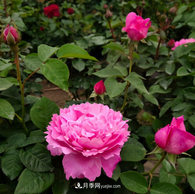 冬季實(shí)惠的裸根月季，栽種做好3件事讓冬季室內開(kāi)滿(mǎn)花(圖2)