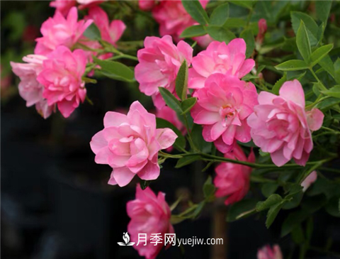 新手推薦3款月季品種，四季花開(kāi)不斷越養越上癮(圖2)