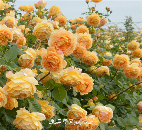 新手推薦3款月季品種，四季花開(kāi)不斷越養越上癮(圖1)