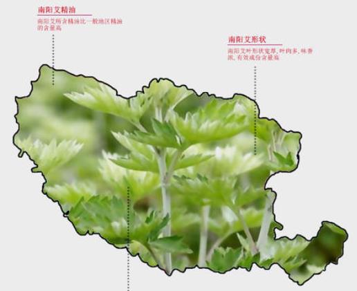 從污染大鎮到月季艾草之鄉，南陽(yáng)蒲山鎮華麗轉身(圖2)