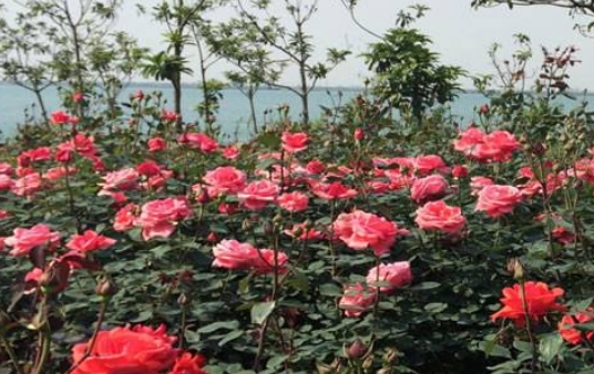 從污染大鎮到月季艾草之鄉，南陽(yáng)蒲山鎮華麗轉身(圖1)