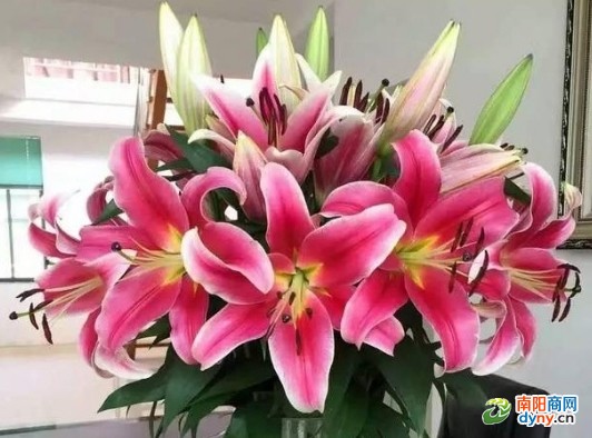 半年擁有千名鐵桿客戶(hù) 南陽(yáng)百合花王子蔣太龍怎么做到的(圖1)