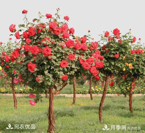 新栽的苗木如何越冬管理？(圖1)