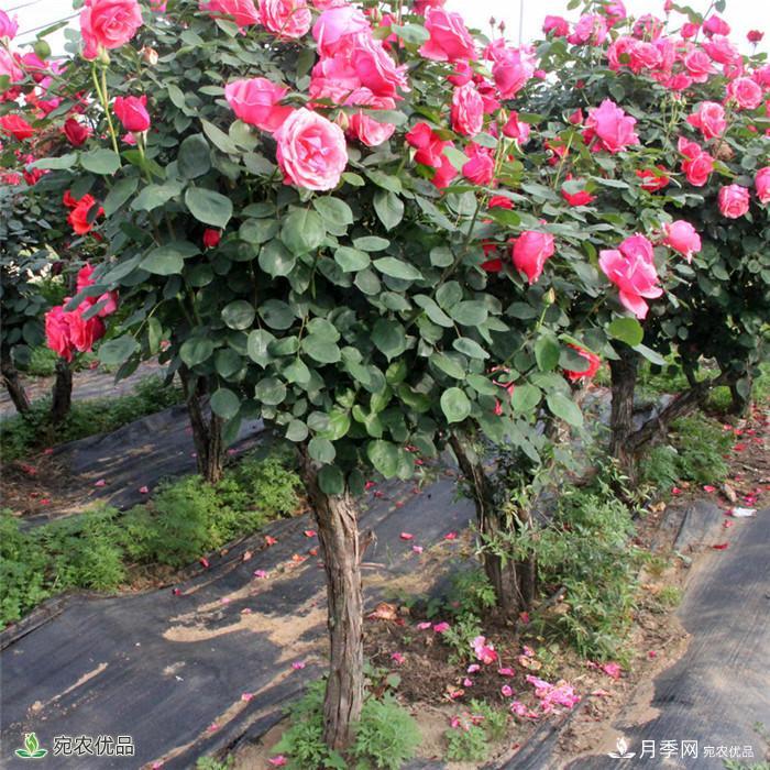 南陽(yáng)月季之鄉樹(shù)狀月季產(chǎn)地直銷(xiāo)批發(fā)1-8公分月季樹(shù)(圖2)