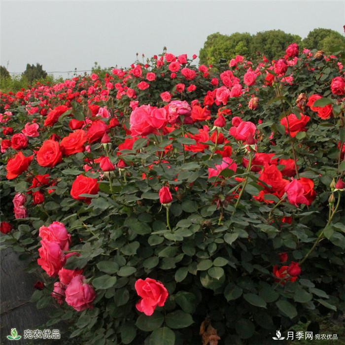 南陽(yáng)月季之鄉樹(shù)狀月季產(chǎn)地直銷(xiāo)批發(fā)1-8公分月季樹(shù)(圖3)