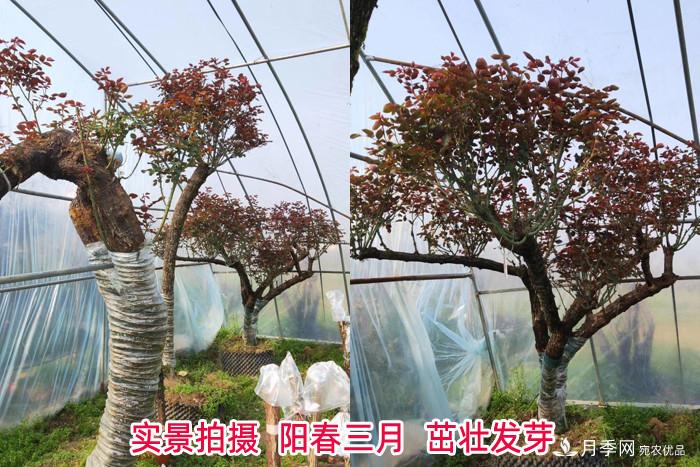 南陽(yáng)古樁月季園展風(fēng)采 特色月季產(chǎn)業(yè)促農致富(圖1)