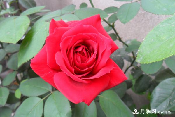 香水月季栽培中如何修剪養護？(圖1)