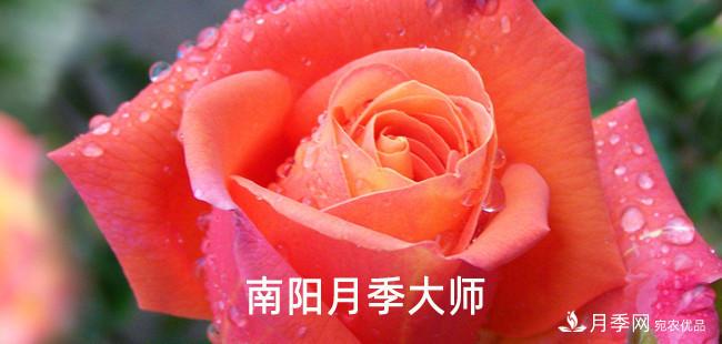 南陽(yáng)市首批13名南陽(yáng)月季大師名單都有誰(shuí)？(圖1)