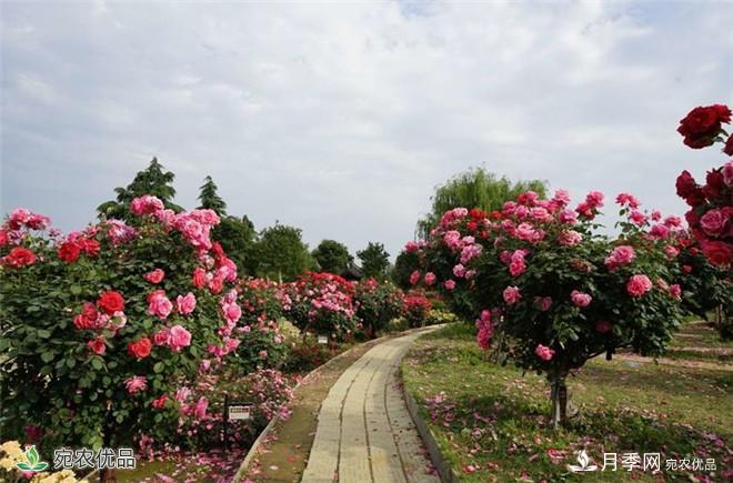 “花開(kāi)南陽(yáng) 云賞月季”南陽(yáng)網(wǎng)上月季展即將開(kāi)啟(圖3)