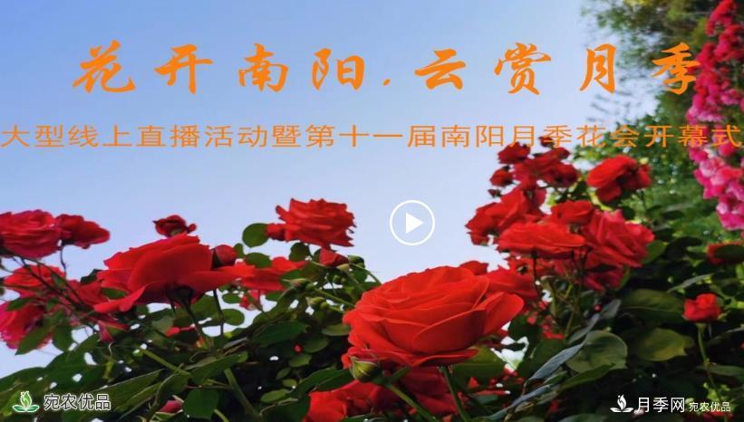花開(kāi)南陽(yáng) 云賞月季 南陽(yáng)市2020線(xiàn)上“云賞花”大型直播開(kāi)始了(圖1)