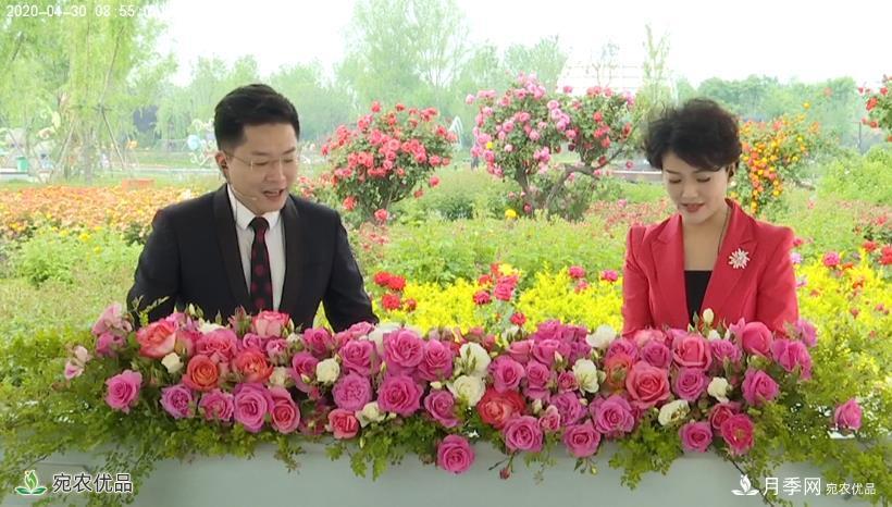 花開(kāi)南陽(yáng) 云賞月季 南陽(yáng)市2020線(xiàn)上“云賞花”大型直播開(kāi)始了(圖2)