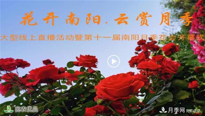 “網(wǎng)絡(luò )直播+電視直播+網(wǎng)絡(luò )互動(dòng)”云端賞花 南陽(yáng)月季香飄五洲(圖2)