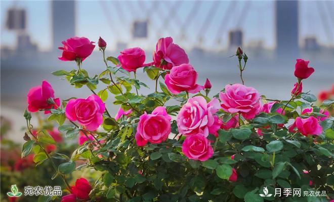 河南種苗站認定南陽(yáng)市“薔薇屬植物種質(zhì)資源庫”建設項目(圖2)