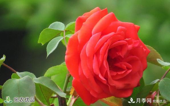 河南種苗站認定南陽(yáng)市“薔薇屬植物種質(zhì)資源庫”建設項目(圖1)