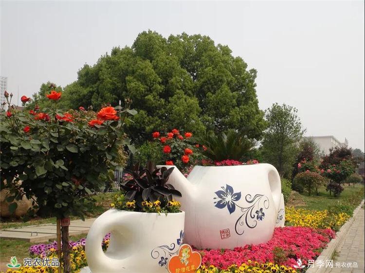 月季之鄉美不勝收！南陽(yáng)月季景觀(guān)路觀(guān)賞指南，請收好！(圖5)