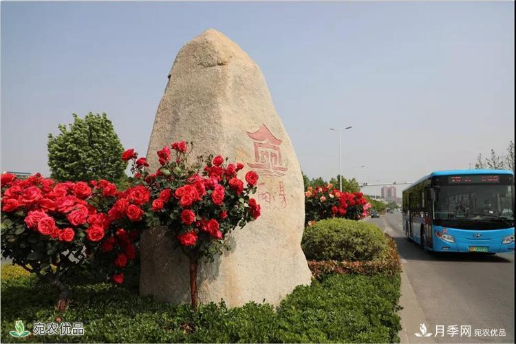 月季之鄉美不勝收！南陽(yáng)月季景觀(guān)路觀(guān)賞指南，請收好！(圖10)