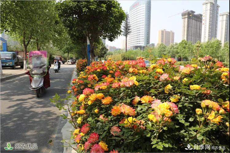月季之鄉美不勝收！南陽(yáng)月季景觀(guān)路觀(guān)賞指南，請收好！(圖12)