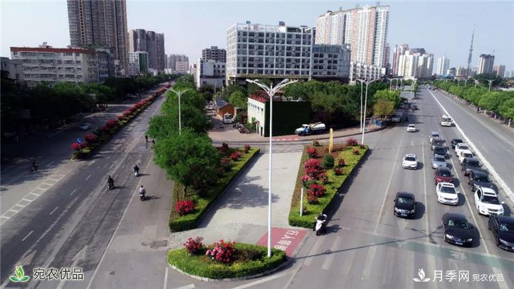 月季之鄉美不勝收！南陽(yáng)月季景觀(guān)路觀(guān)賞指南，請收好！(圖9)