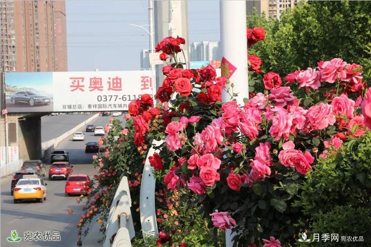 月季之鄉美不勝收！南陽(yáng)月季景觀(guān)路觀(guān)賞指南，請收好！(圖15)