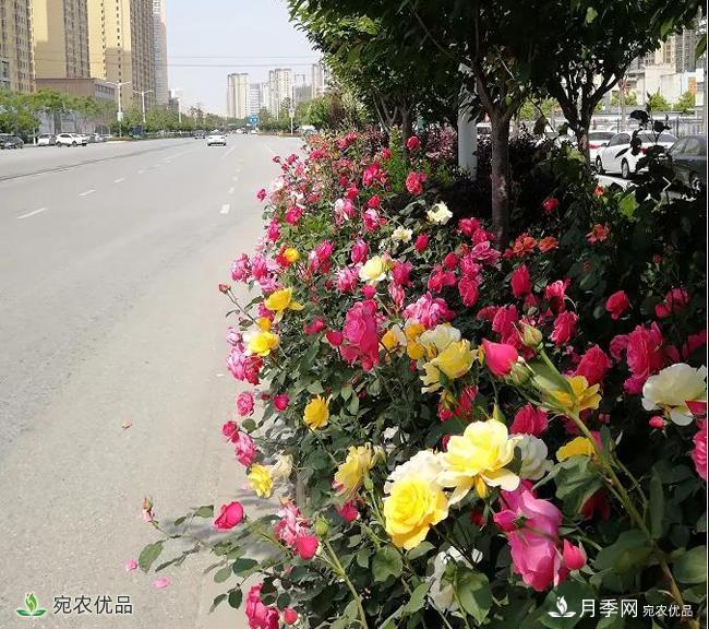 月季之鄉美不勝收！南陽(yáng)月季景觀(guān)路觀(guān)賞指南，請收好！(圖18)