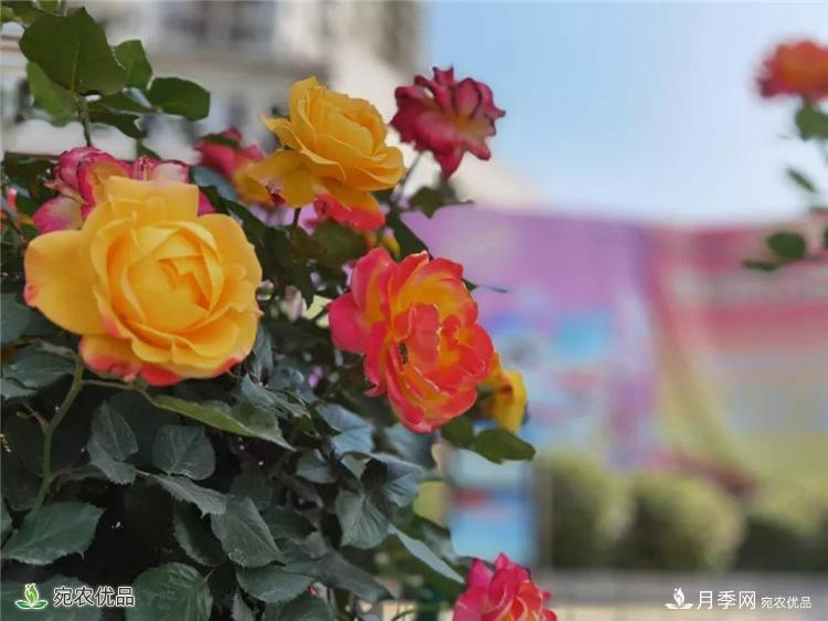 月季之鄉美不勝收！南陽(yáng)月季景觀(guān)路觀(guān)賞指南，請收好！(圖20)