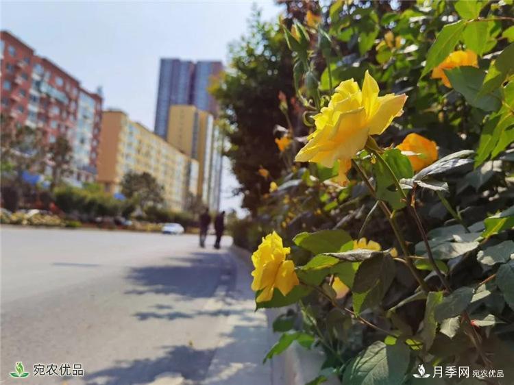 月季之鄉美不勝收！南陽(yáng)月季景觀(guān)路觀(guān)賞指南，請收好！(圖17)