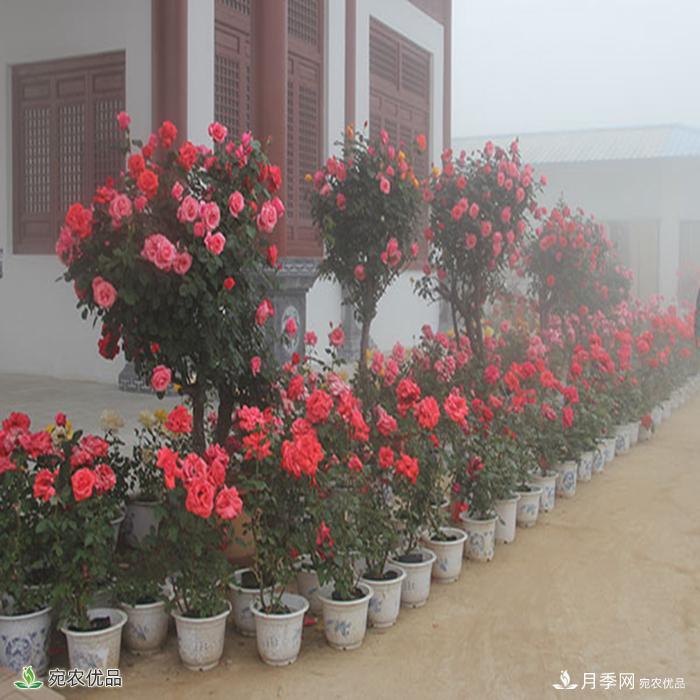 盆花月季盆栽月季南陽(yáng)種植基地批發(fā)報價(jià)(圖3)