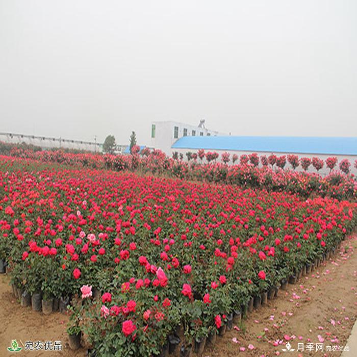 盆花月季盆栽月季南陽(yáng)種植基地批發(fā)報價(jià)(圖2)
