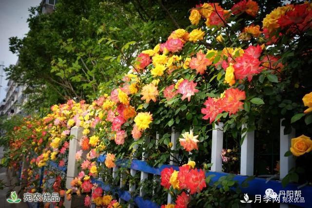 香飄九州美不勝收！丹陽(yáng)驚現五彩月季花墻場(chǎng)景！(圖2)
