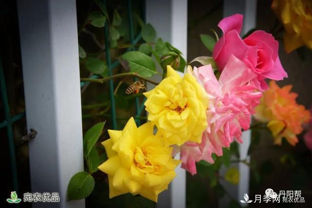 香飄九州美不勝收！丹陽(yáng)驚現五彩月季花墻場(chǎng)景！(圖4)