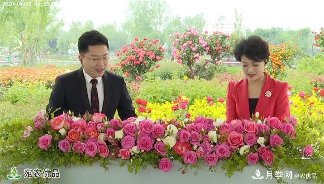 “花開(kāi)南陽(yáng) 云賞月季”大型線(xiàn)上直播活動(dòng)暨第十一屆南陽(yáng)月季花會(huì )側記(圖3)
