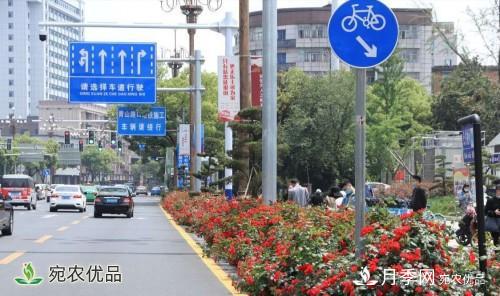 南昌30條月季大道 300萬(wàn)株月季滿(mǎn)城飄香(圖2)