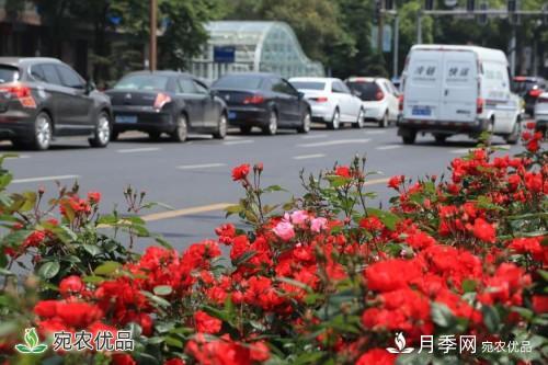 南昌30條月季大道 300萬(wàn)株月季滿(mǎn)城飄香(圖5)