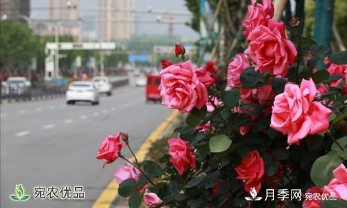南昌30條月季大道 300萬(wàn)株月季滿(mǎn)城飄香(圖1)