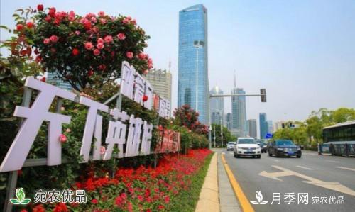 南昌30條月季大道 300萬(wàn)株月季滿(mǎn)城飄香(圖3)