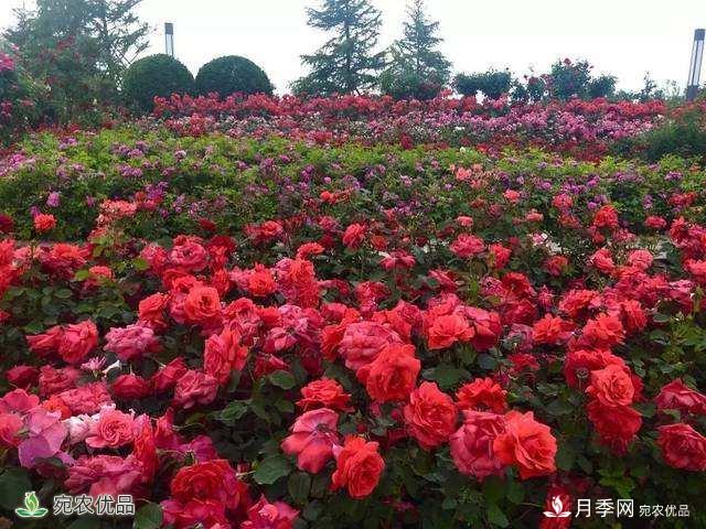 河北廊坊栽植16000平方米月季花迎“5.18”經(jīng)洽會(huì )(圖2)