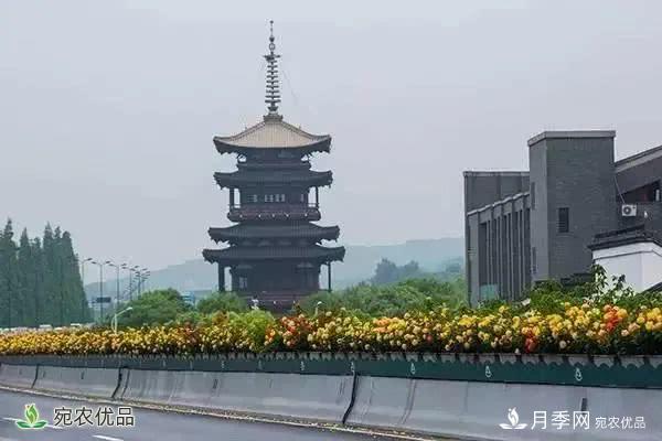 月季史詩(shī)，被中國70多個(gè)城市選為市花的月季，究竟有怎樣的魅力？(圖2)