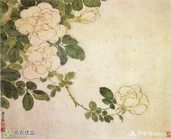 月季史詩(shī)，被中國70多個(gè)城市選為市花的月季，究竟有怎樣的魅力？(圖7)
