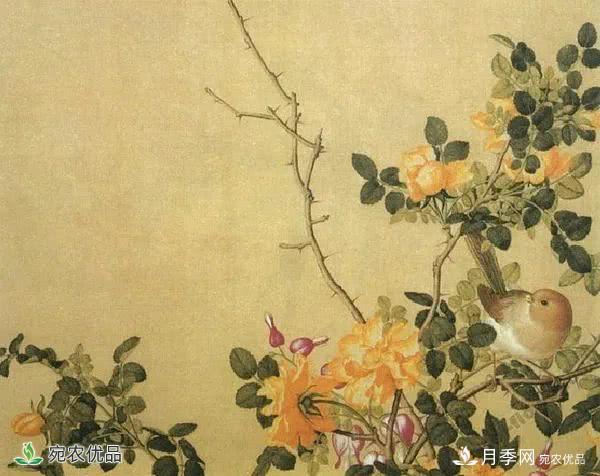 月季史詩(shī)，被中國70多個(gè)城市選為市花的月季，究竟有怎樣的魅力？(圖8)