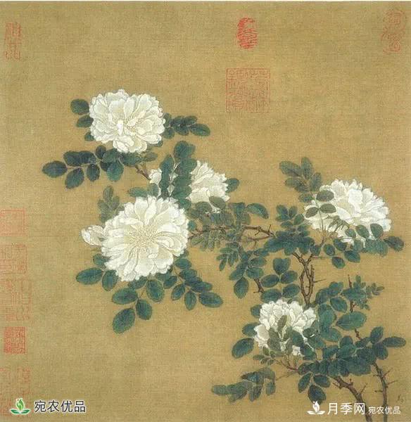 月季史詩(shī)，被中國70多個(gè)城市選為市花的月季，究竟有怎樣的魅力？(圖6)